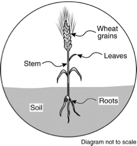 Wheat Plant Parts Diagram Gallery - How To Guide And Refrence